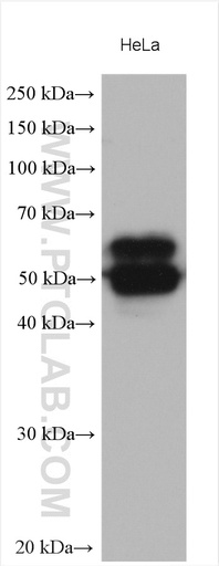 [28936-1-AP-20UL] CD46 Polyclonal antibody