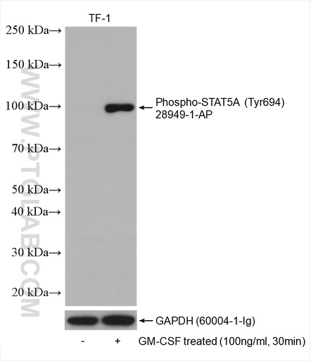 [28949-1-AP-20UL] Phospho-STAT5A (Tyr694) Polyclonal antibody