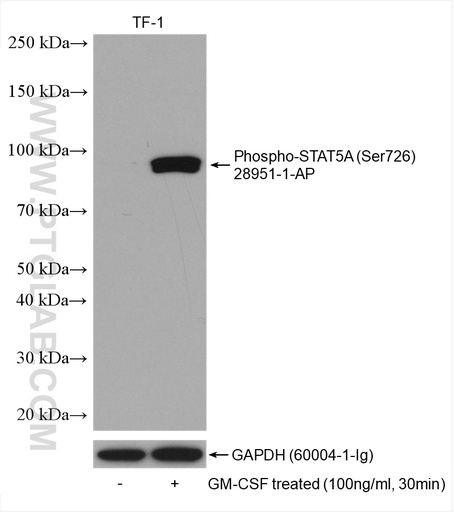 [28951-1-AP-20UL] Phospho-STAT5A (Ser726) Polyclonal antibody