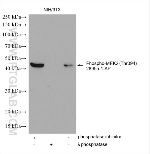 [28955-1-AP-20UL] Phospho-MAP2K2 (Thr394) Polyclonal antibody
