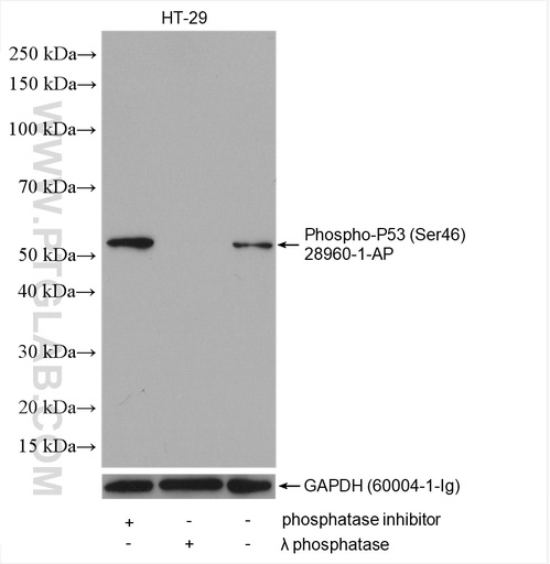 [28960-1-AP-20UL] Phospho-P53 (Ser46) Polyclonal antibody