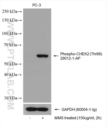 [29012-1-AP-100UL] Phospho-CHEK2 (Thr68) Polyclonal antibody
