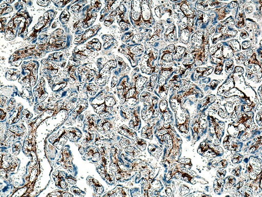 [29042-1-AP-150UL] Integrin alpha-1 Polyclonal antibody