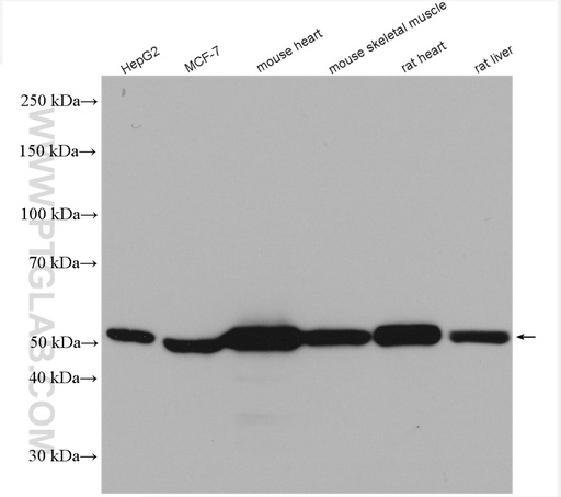 [29091-1-AP-150UL] HADHB Polyclonal antibody