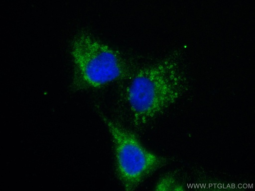 [29111-1-AP-20UL] MMP14 Polyclonal antibody
