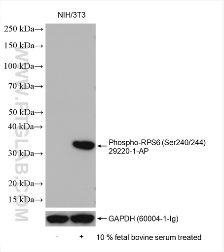 [29220-1-AP-100UL] Phospho-RPS6 (Ser240/244) Polyclonal antibody