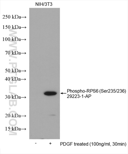 [29223-1-AP-20UL] Phospho-RPS6 (Ser235/236) Polyclonal antibody
