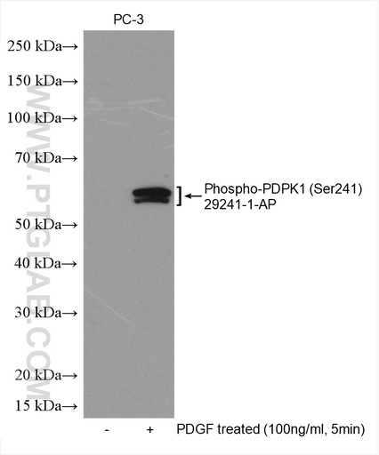 [29241-1-AP-20UL] Phospho-PDPK1 (Ser241) Polyclonal antibody