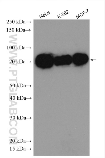[29265-1-AP-20UL] MAP3K2 Polyclonal antibody