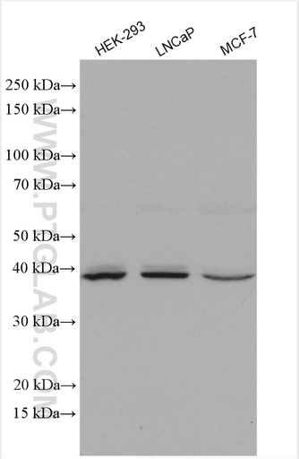 [29282-1-AP-150UL] HOMER2 Polyclonal antibody