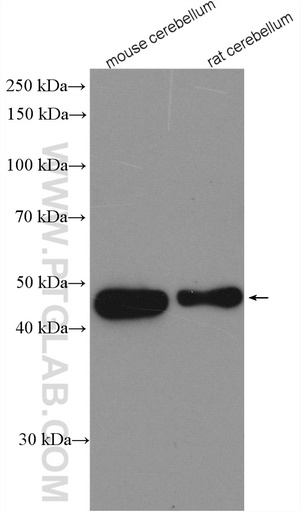 [29307-1-AP-150UL] PAX2 Polyclonal antibody