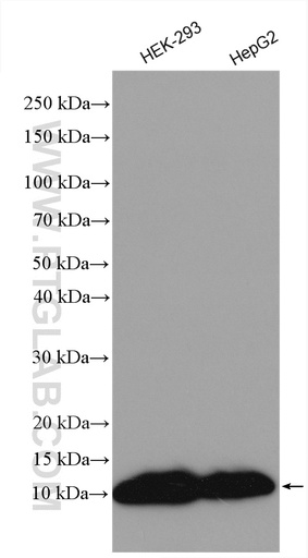 [29398-1-AP-150UL] MT-ATP8 Polyclonal antibody