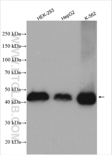[29399-1-AP-20UL] ZCCHC3 Polyclonal antibody