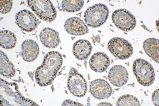[29404-1-AP-20UL] TCFL5 Polyclonal antibody