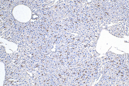 [29414-1-AP-20UL] F4/80 Polyclonal antibody