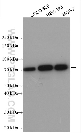 [29445-1-AP-150UL] ATG16L1 Polyclonal antibody