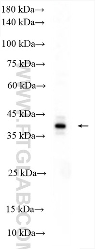 [29465-1-AP-150UL] ERAL1 Polyclonal antibody