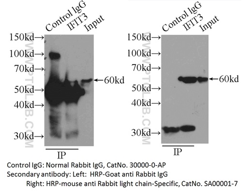 [30000-0-AP-1MG] IgG control Polyclonal antibody
