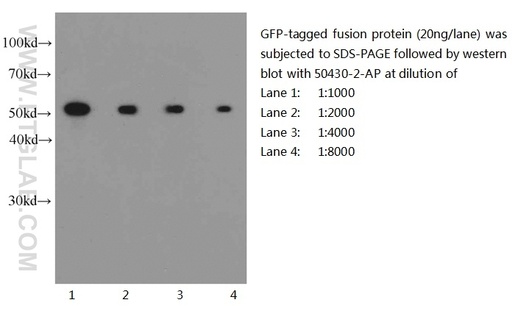 [50430-2-AP-150UL] GFP tag Polyclonal antibody