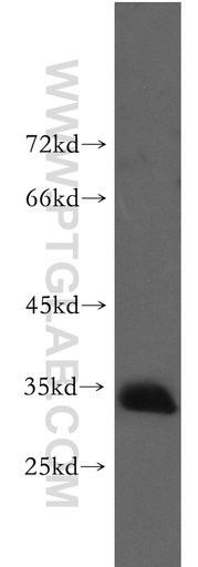 [51026-2-AP-150UL] Prnd Polyclonal antibody