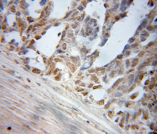 [51044-1-AP-150UL] ELL Polyclonal antibody
