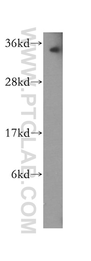 [51052-1-AP-20UL] PNRC1 Polyclonal antibody
