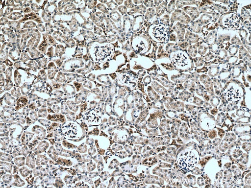 [51053-1-IG-20UL] Myh9 Polyclonal antibody