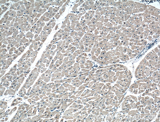 [51055-1-AP-150UL] CRLS1 Polyclonal antibody