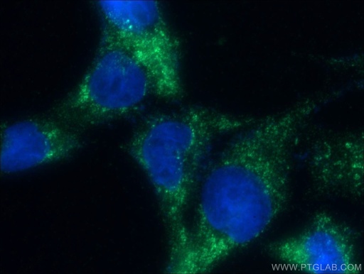 [51057-2-AP-20UL] NEK9 Polyclonal antibody