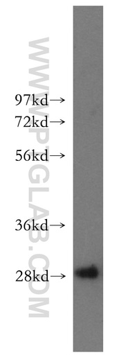 [51060-1-IG-20UL] Hepsin Polyclonal antibody