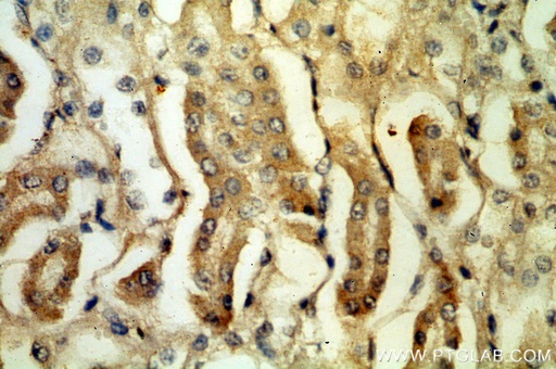 [51061-2-IG-20UL] PLSCR3 Polyclonal antibody