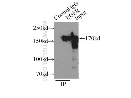 [51071-2-AP-20UL] EGFR (C-terminal) Polyclonal antibody