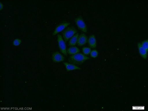 [51137-1-AP-20UL] PAK1 Polyclonal antibody
