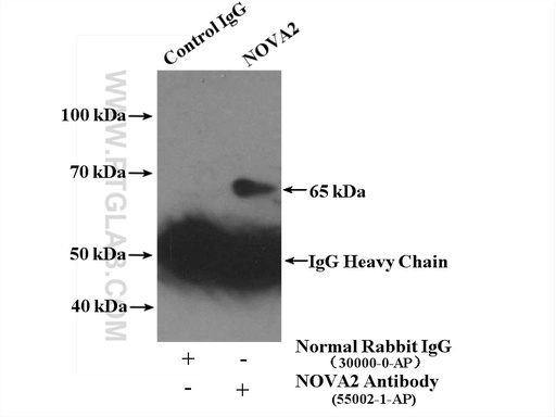 [55002-1-AP-150UL] NOVA2 Polyclonal antibody