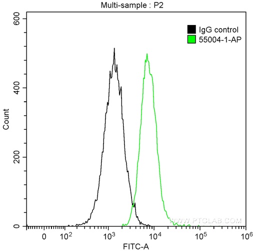 [55004-1-AP-150UL] Cyclin B1 Polyclonal antibody