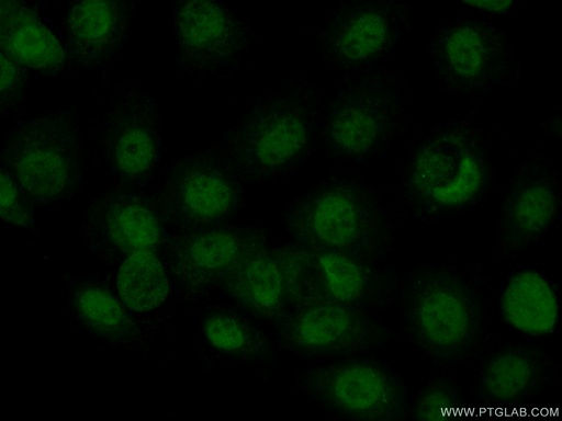 [55013-1-AP-150UL] MAF Polyclonal antibody
