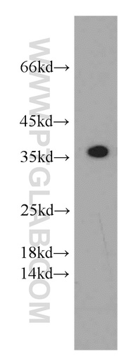 [55019-1-AP-20UL] SCGF Polyclonal antibody