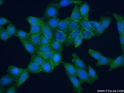 [55033-1-AP-150UL] Syntaxin 2 Polyclonal antibody