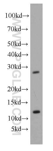 [55050-1-AP-20UL] GSX1 Polyclonal antibody