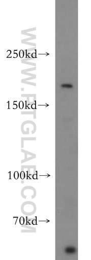 [55051-1-AP-20UL] NRXN1 Polyclonal antibody