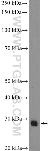 [55052-1-AP-20UL] SOX21 Polyclonal antibody