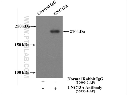 [55053-1-AP-20UL] UNC13A/Munc13-1 Polyclonal antibody
