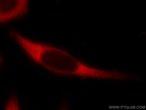 [55054-1-AP-20UL] USP9X Polyclonal antibody