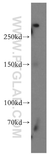 [55059-1-AP-150UL] SHANK1 Polyclonal antibody