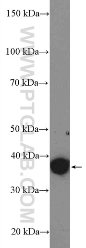 [55076-1-AP-150UL] PDGFC Polyclonal antibody