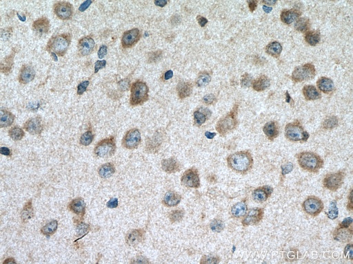 [55078-1-AP-150UL] CACNG8 Polyclonal antibody