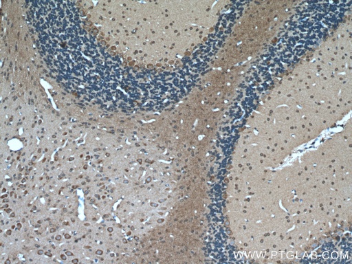 [55082-1-AP-20UL] MTCO3 Polyclonal antibody