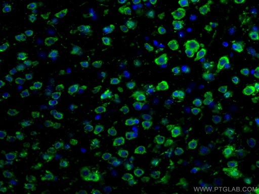 [55084-1-AP-20UL] DRD2 Polyclonal antibody