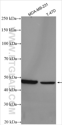 [55090-1-AP-20UL] CYTB Polyclonal antibody