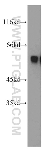 [55098-1-AP-20UL] PKMYT1 Polyclonal antibody